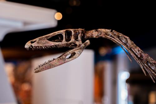 Prosauropod skeleton.