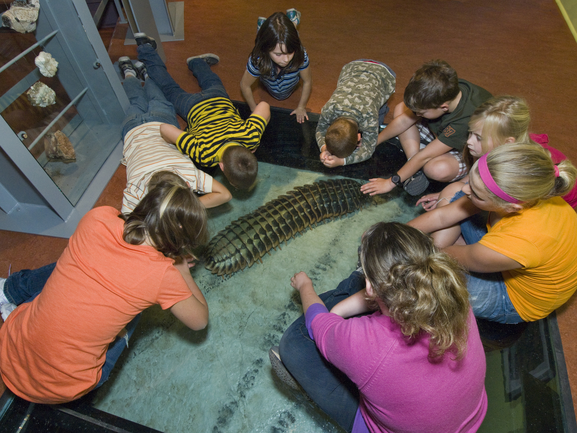 Children looking at Arthropleura.