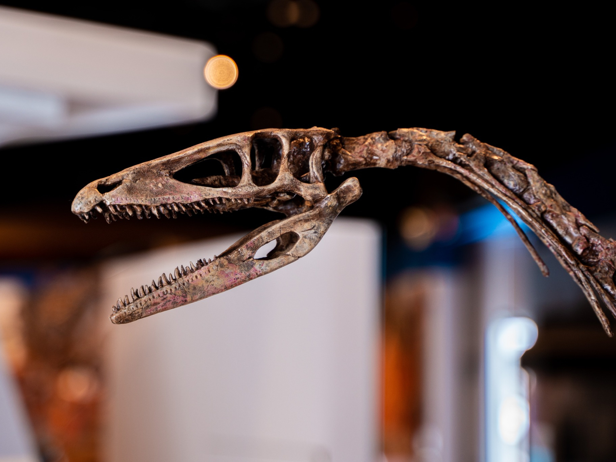 Prosauropod skeleton, head and neck.