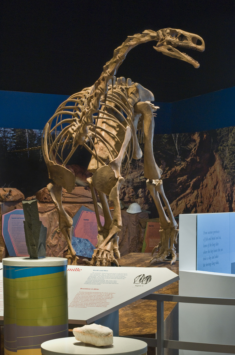 Gallery at the Fundy Geological Museum. Prosauropod skeleton. 