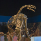 Gallery at the Fundy Geological Museum. Prosauropod skeleton. 
