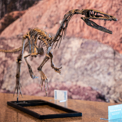 Gallery at the Fundy Geological Museum. Prosauropod model.