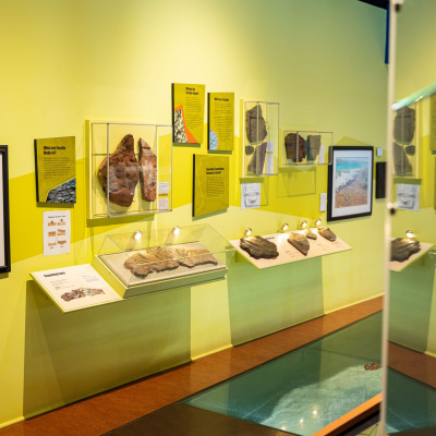 Gallery at the Fundy Geological Museum. Rocks and mineral are displayed on the wall.