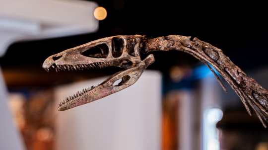 skeleton of a prosauropod.